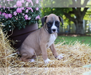 Boxer Puppy for sale in SHILOH, OH, USA