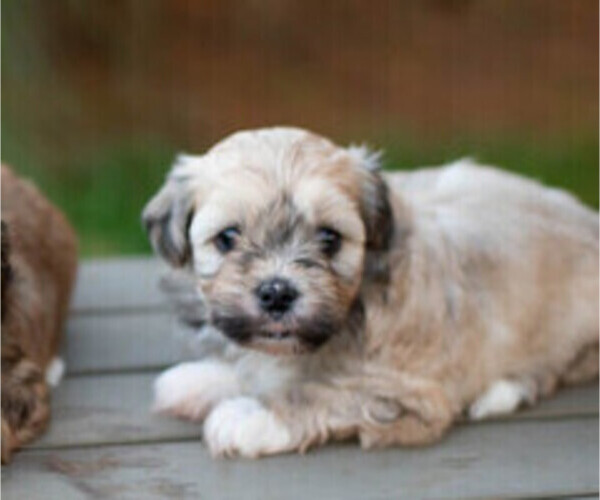 Medium Photo #1 Havanese Puppy For Sale in NORTH LAWRENCE, OH, USA