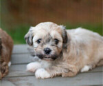Small Havanese