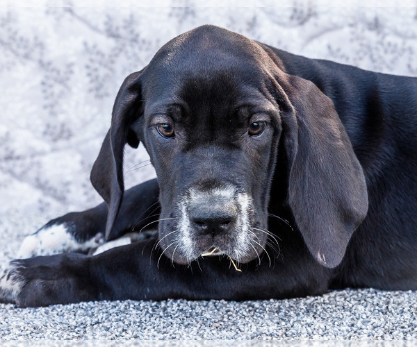 Medium Photo #10 Great Dane Puppy For Sale in WAKARUSA, IN, USA