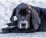 Small #9 Great Dane