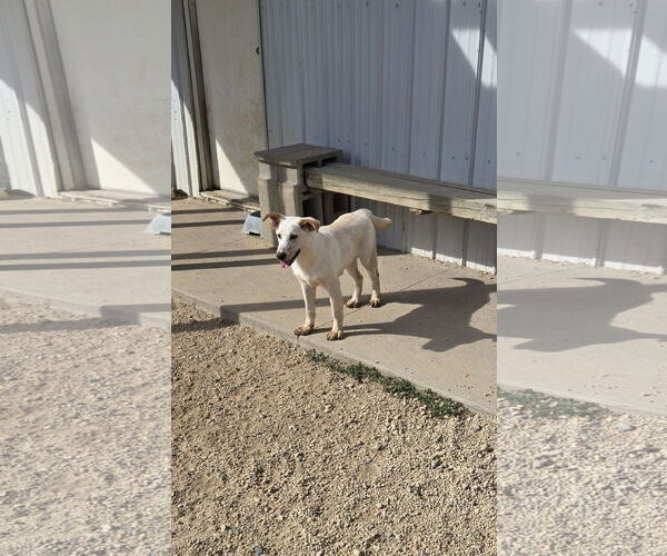 Medium Photo #4 Retriever -Unknown Mix Puppy For Sale in Maquoketa, IA, USA