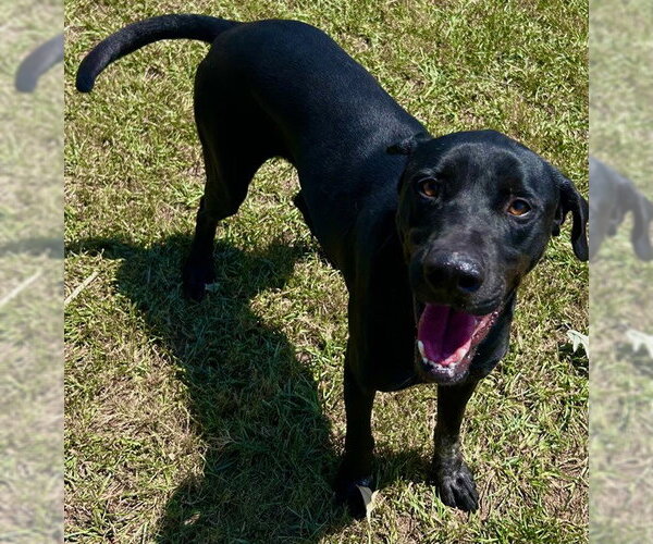 Medium Photo #1 Labrador Retriever-Unknown Mix Puppy For Sale in Grovetown, GA, USA