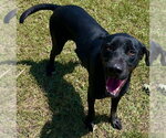 Small Labrador Retriever Mix