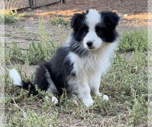 Border Collie Dogs for adoption in Lake Elsinore, CA, USA