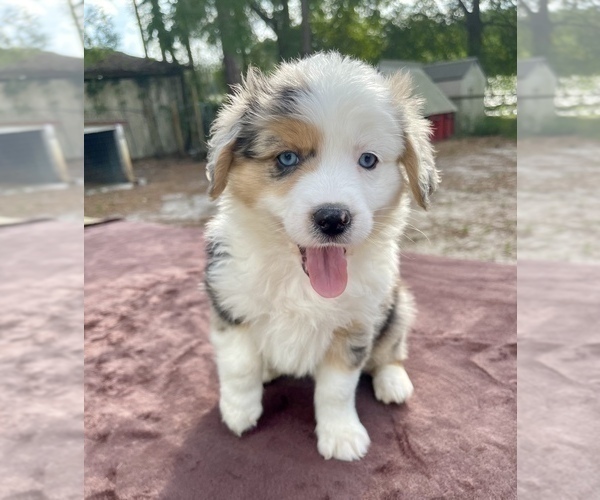 Medium Photo #1 Australian Shepherd Puppy For Sale in EUSTIS, FL, USA