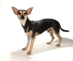 Small #2 Chihuahua Mix
