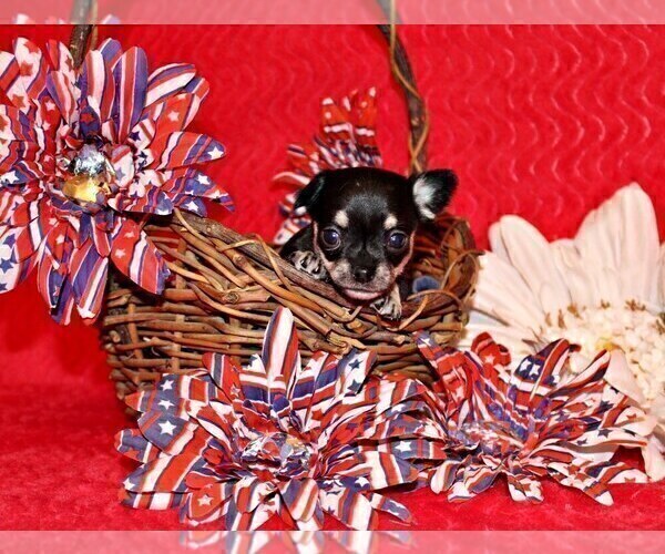 Medium Photo #2 Chihuahua Puppy For Sale in CHARLESTON, AR, USA