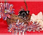 Small Photo #79 Chihuahua Puppy For Sale in CHARLESTON, AR, USA