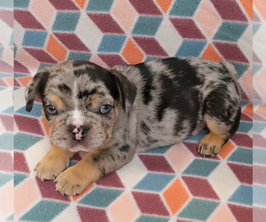 French Bulldog Puppy for sale in AMARILLO, TX, USA