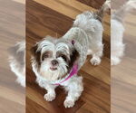 Small #4 Shih Tzu