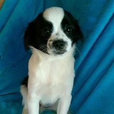 Shiranian Puppy for sale in GAP, PA, USA