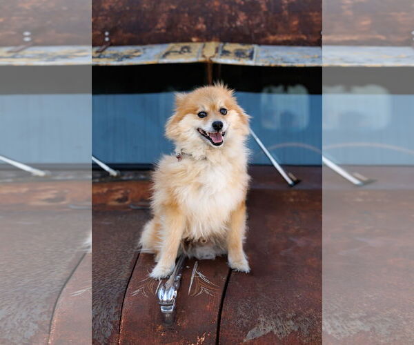 Medium Photo #6 Chiranian Puppy For Sale in McKinney, TX, USA