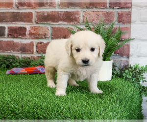 English Cream Golden Retriever Puppy for sale in SYRACUSE, IN, USA