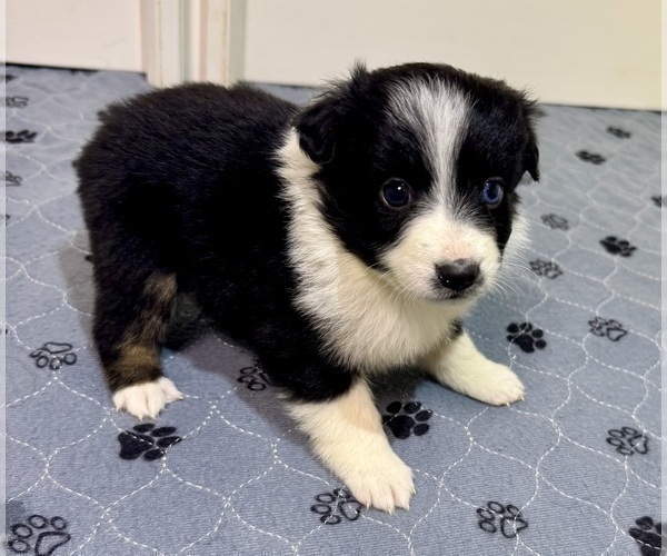 Medium Photo #87 Miniature Australian Shepherd Puppy For Sale in SALISBURY, NC, USA