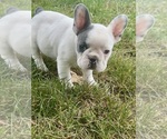 Small #16 French Bulldog