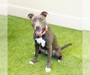 American Pit Bull Terrier Dogs for adoption in Camarillo, CA, USA