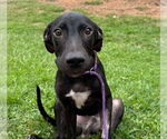 Small #2 Labrador Retriever Mix
