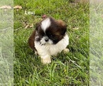 Small #2 Shih Tzu
