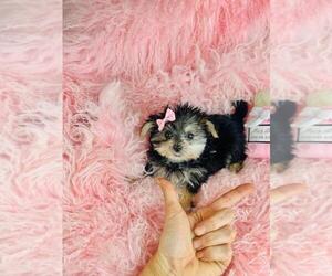 Morkie Puppy for sale in MIAMI BEACH, FL, USA