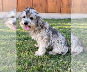 Mutt Dogs for adoption in PIPE CREEK, TX, USA