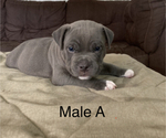 Small Photo #6 American Bully Puppy For Sale in JOPLIN, MO, USA