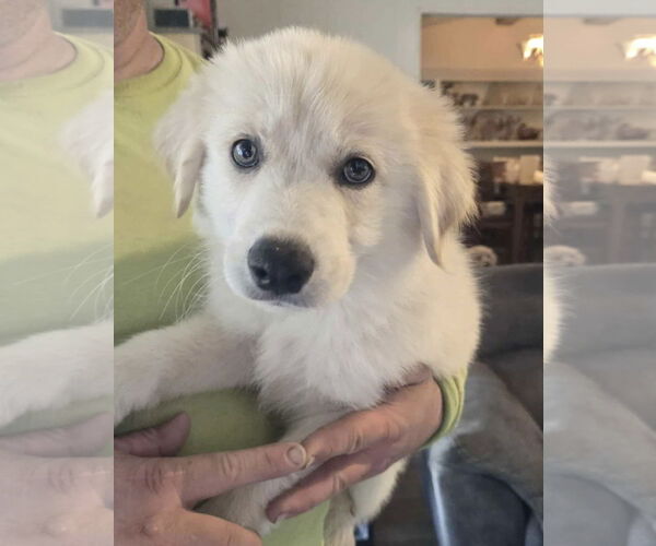 Medium Photo #3 Great Pyrenees Puppy For Sale in Spring, TX, USA