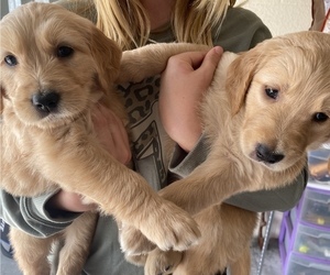 Goldendoodle Puppy for sale in VENICE, FL, USA