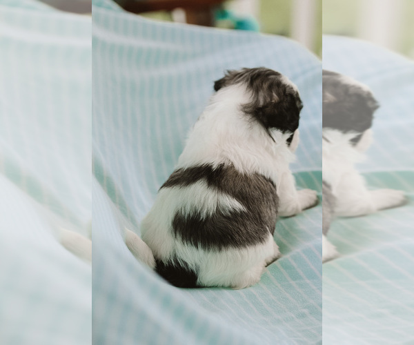 Medium Photo #3 Zuchon Puppy For Sale in ELKTON, KY, USA