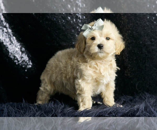 Medium Photo #18 Maltipoo (Miniature) Puppy For Sale in WARSAW, IN, USA