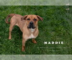 Small #2 Beagle-Mastiff Mix