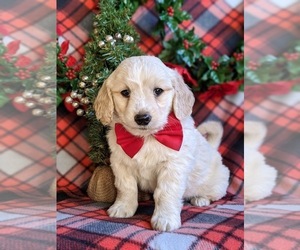 Goldendoodle Puppy for sale in CHRISTIANA, PA, USA