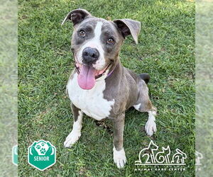 Mutt Dogs for adoption in Irvine, CA, USA