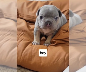 French Bulldog Puppy for Sale in TRENTON, Illinois USA