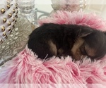 Small Photo #7 YorkiePoo Puppy For Sale in ORLANDO, FL, USA