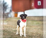 Small #3 Border Collie Mix
