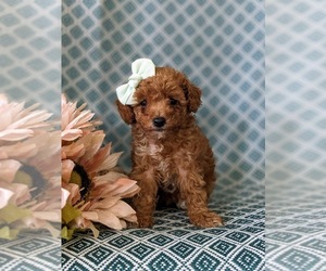 Poodle (Toy) Puppy for sale in OXFORD, PA, USA