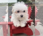 Small #3 Maltese