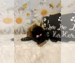 Small #5 Pomeranian
