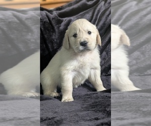 Medium Golden Retriever