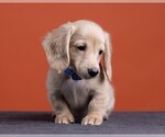 Small Photo #50 Dachshund Puppy For Sale in CROWLEY, TX, USA