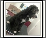 Small Photo #37 Sheepadoodle Puppy For Sale in RIALTO, CA, USA