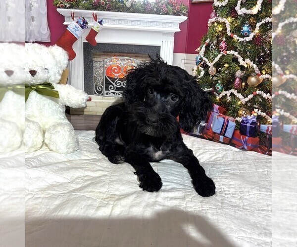 Medium Photo #3 Schnoodle (Miniature) Puppy For Sale in MORENO VALLEY, CA, USA
