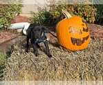 Small #1 Labrador Retriever Mix