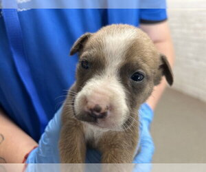 Mutt Dogs for adoption in San Bernardino, CA, USA