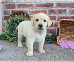 Small #5 Labrador Retriever
