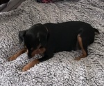 Small Photo #1 Miniature Pinscher Puppy For Sale in LINDENHURST, NY, USA