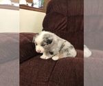 Small Photo #4 Australian Shepherd Puppy For Sale in HESPERIA, CA, USA