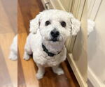 Small #1 Maltipoo