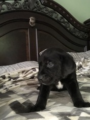 Golden Labrador Puppy for sale in WARWICK, RI, USA